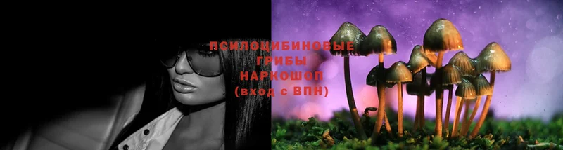 наркошоп  Ноябрьск  Галлюциногенные грибы MAGIC MUSHROOMS 